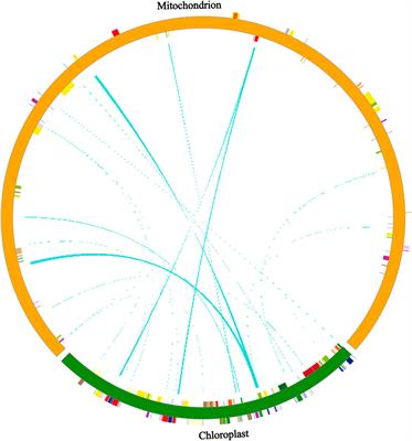 Assembly and analysis of the complete mitochondrial genome of the Chinese wild dwarf almond (Prunus tenella)